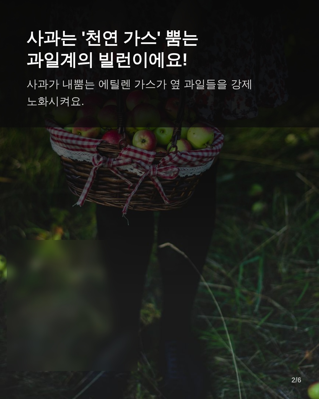왜 사과는 냉장고 속의 위험 인물인가: 에틸렌 가스의 과학